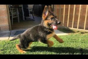 Funniest & Cutest German Shepherd Puppies #19 - Funny Dogs Compilation 2018