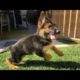 Funniest & Cutest German Shepherd Puppies #19 - Funny Dogs Compilation 2018