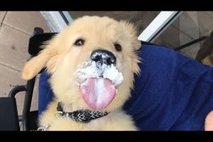 Funniest & Cutest Golden Retriever Puppies #14 - Funny Puppy Videos 2019