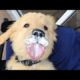 Funniest & Cutest Golden Retriever Puppies #14 - Funny Puppy Videos 2019