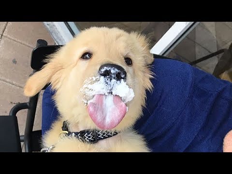 Funniest & Cutest Golden Retriever Puppies #14 - Funny Puppy Videos 2019