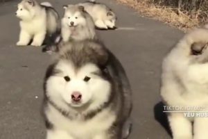 Funny And Cute Alaska Puppies Compilation - Cutest Husky Dog Video