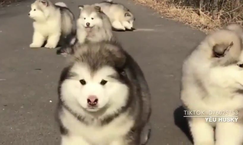 Funny And Cute Alaska Puppies Compilation - Cutest Husky Dog Video