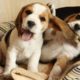 Funny And Cute Beagle Puppies Compilation #1 - Cutest Beagle Puppy