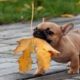 Funny And Cute French Bulldog Puppies Compilation #9