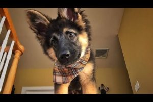 Funny And Cute German Shepherd Puppies Compilation | Cute Puppies & Cute Puppy