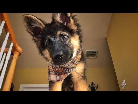 Funny And Cute German Shepherd Puppies Compilation | Cute Puppies & Cute Puppy