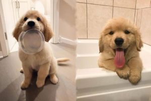 Funny And Cute Golden Retriever Puppies Compilation #34