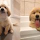 Funny And Cute Golden Retriever Puppies Compilation #34
