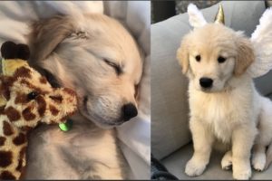 Funny And Cute Golden Retriever Puppies Compilation #40