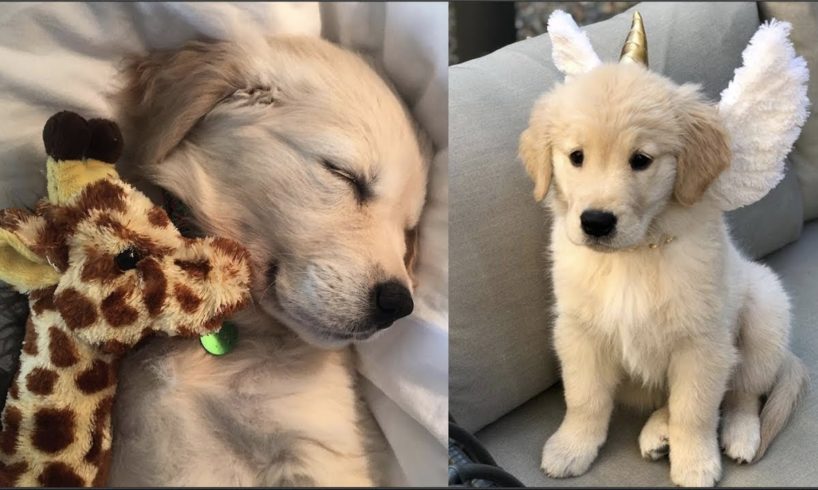 Funny And Cute Golden Retriever Puppies Compilation #40