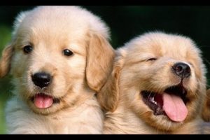 Funny And Cute Golden Retriever Puppies Compilation - Cute Puppies Doing Funny