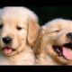 Funny And Cute Golden Retriever Puppies Compilation - Cute Puppies Doing Funny
