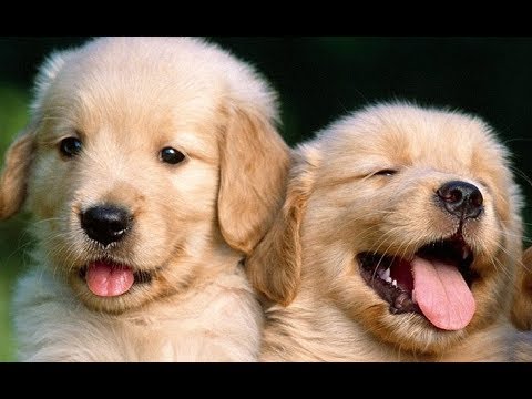 Funny And Cute Golden Retriever Puppies Compilation - Cute Puppies Doing Funny