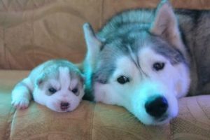 Funny And Cute Husky Puppies Compilation #30