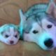 Funny And Cute Husky Puppies Compilation #30
