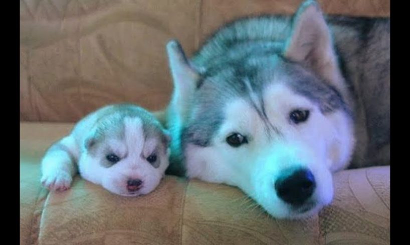 Funny And Cute Husky Puppies Compilation #30