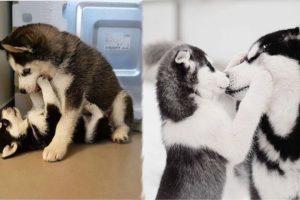 Funny And Cute Husky Puppies Compilation #36