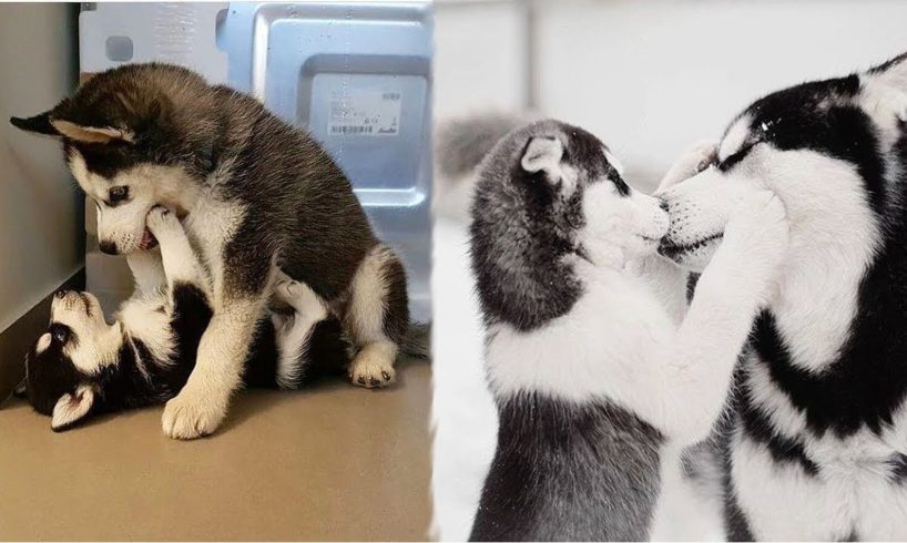 Funny And Cute Husky Puppies Compilation #36