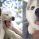 Funny And Cute Husky Puppies Compilation #37