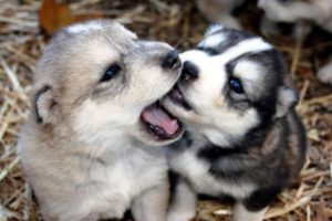 Funny And Cute Husky Puppies Compilation #7