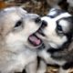 Funny And Cute Husky Puppies Compilation #7