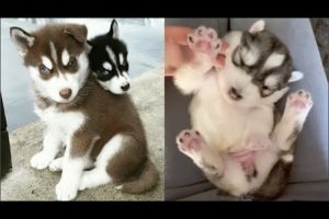 Funny And Cute Husky Puppies Compilation - Cutest Husky #1