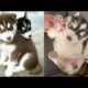 Funny And Cute Husky Puppies Compilation - Cutest Husky #1