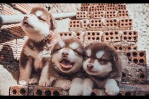 Funny And Cute Puppies Compilation - Cute Puppies Doing Funny Things