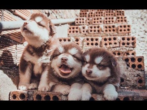 Funny And Cute Puppies Compilation - Cute Puppies Doing Funny Things