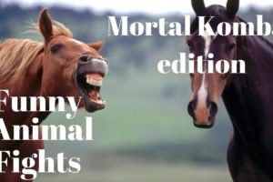 Funny Animal Fights -  Mortal Kombat Edition