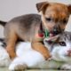 Funny Animal Videos ► When crazy Dogs and Cats in together 2015 ► Animals TV