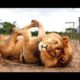 Funny Animals - A Funny Animal Videos Compilation 2015