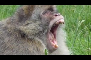 Funny Animals Monkey Family