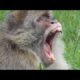 Funny Animals Monkey Family