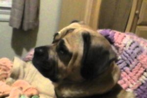 Funny: Charlie Puggle Watches TV:Animal Planet Too Cute Puppies