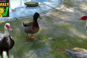 Funny Cute Ducks play the lakeside - Farm animals video for Kids - Animais TV