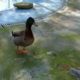 Funny Cute Ducks play the lakeside - Farm animals video for Kids - Animais TV