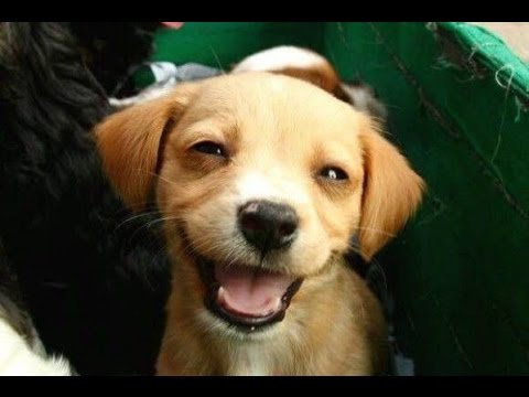 Funny Cute Puppies Compilation, Funny animals,cute dogs, Pet Compilation 2015 #1
