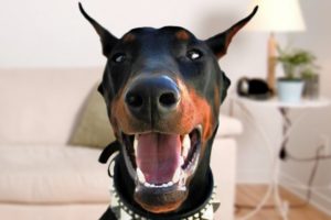Funny Doberman Dog Compilation NEW