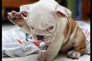 Funny Puppies And Cute BullDog Puppy Videos Compilation 2016  [BEST OF]