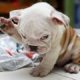 Funny Puppies And Cute BullDog Puppy Videos Compilation 2016  [BEST OF]