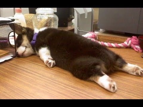 Funny Puppies And Cute Puppy Videos Compilation 2019