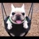 Funny Puppies Compilation [NEW]