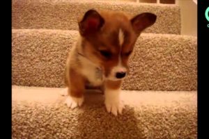Funny Puppies Moments - Adorable puppies climbing stairs [Compilation] 2015