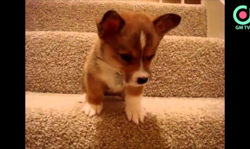 Funny Puppies Moments - Adorable puppies climbing stairs [Compilation] 2015