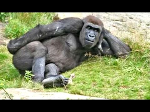 Funny Videos Of Funny Animals - Try Not To Laugh Challenge 2016
