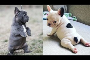 Funny and Cute French Bulldog Puppies Compilation #2 - Cutest French Bulldog