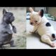 Funny and Cute French Bulldog Puppies Compilation #2 - Cutest French Bulldog