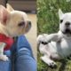 Funny and Cute French Bulldog Puppies Compilation #5 - Cutest French Bulldog